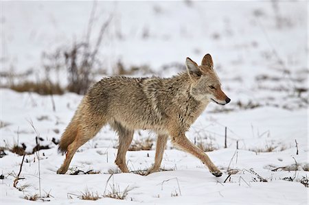 simsearch:841-07913862,k - Coyote (Canis latrans) on the snow in the spring, Yellowstone National Park, Wyoming, United States of America, North America Stock Photo - Rights-Managed, Code: 841-07913858