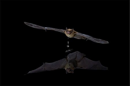 simsearch:841-07913862,k - Southwestern Myotis (Myotis auriculus) in flight after taking a drink, Chiricahuas, Coronado National Forest, Arizona, United States of America, North America Stock Photo - Rights-Managed, Code: 841-07913852