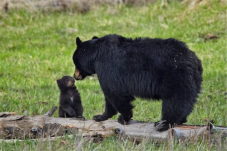simsearch:841-07913862,k - Black bear (Ursus americanus) sow and cub of the year, Yellowstone National Park, Wyoming, United States of America, North America Stock Photo - Rights-Managed, Code: 841-07913864