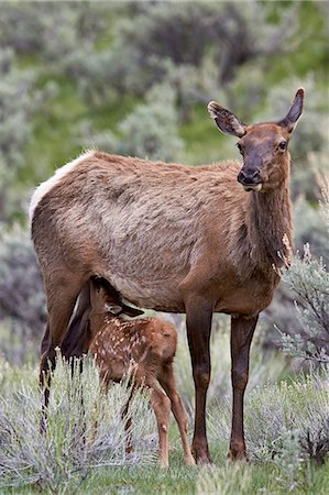 simsearch:841-06446818,k - Elk (Cervus canadensis) calf nursing, Yellowstone National Park, Wyoming, United States of America, North America Stock Photo - Rights-Managed, Code: 841-07913865