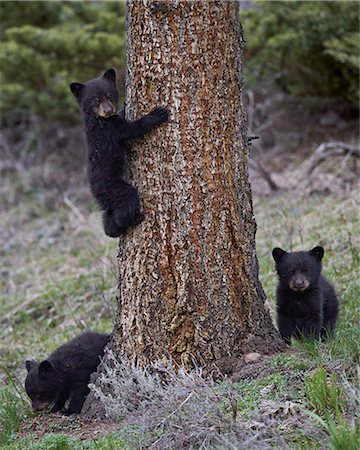 simsearch:841-07913862,k - Three black bear (Ursus americanus) cubs of the year, Yellowstone National Park, Wyoming, United States of America, North America Stock Photo - Rights-Managed, Code: 841-07913861