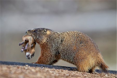 simsearch:841-07913862,k - Yellow-bellied marmot (yellowbelly marmot) (Marmota flaviventris) carrying a pup, Yellowstone National Park, Wyoming, United States of America, North America Stock Photo - Rights-Managed, Code: 841-07913863