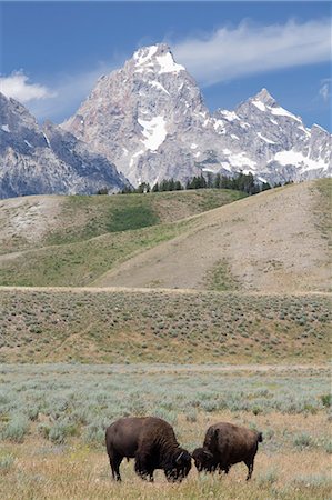 simsearch:841-07913862,k - American Bison (Bison bison), Grand Teton National Park, Wyoming, United States of America, North America Stock Photo - Rights-Managed, Code: 841-07913909