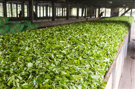 simsearch:841-07204251,k - Freshly picked tea being prepared for drying in a tea plantation in Kandy, Sri Lanka, Asia Stock Photo - Rights-Managed, Code: 841-07913920