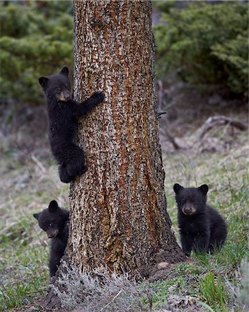 simsearch:841-07913862,k - Three black bear (Ursus americanus) cubs of the year or spring cubs, Yellowstone National Park, UNESCO World Heritage Site, Wyoming, United States of America, North America Stock Photo - Rights-Managed, Code: 841-08031434