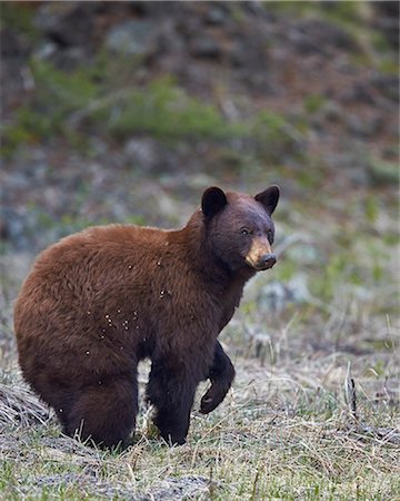 simsearch:841-07913862,k - Cinnamon black bear (Ursus americanus), Yellowstone National Park, Wyoming, United States of America, North America Stock Photo - Rights-Managed, Code: 841-08031437
