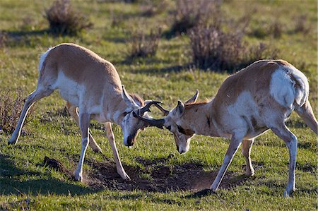 simsearch:841-06446818,k - Pronghorn (Antilocapra americana) bucks sparring, Yellowstone National Park, Wyoming, United States of America, North America Stock Photo - Rights-Managed, Code: 841-08031438