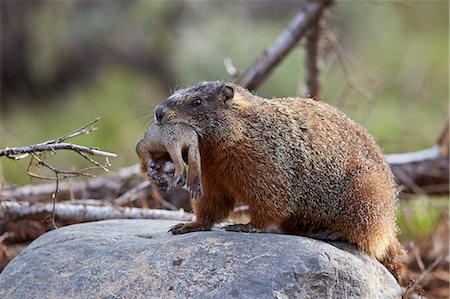 simsearch:841-07913862,k - Yellow-bellied marmot (yellowbelly marmot) (Marmota flaviventris) carrying a pup, Yellowstone National Park, Wyoming, United States of America, North America Stock Photo - Rights-Managed, Code: 841-08031433