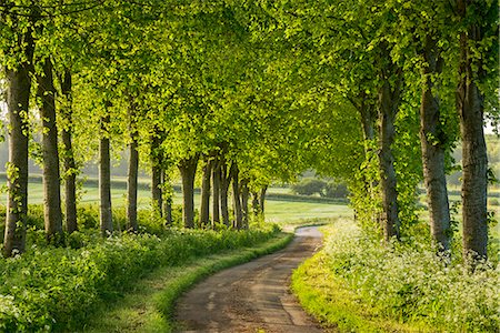 Tree lined country lane in rural Dorset, England, United Kingdom, Europe Stock Photo - Rights-Managed, Code: 841-08031446