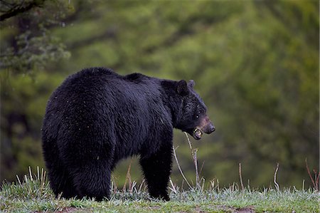 simsearch:841-07913862,k - Black bear (Ursus americanus) in the spring, Yellowstone National Park, Wyoming, United States of America, North America Stock Photo - Rights-Managed, Code: 841-08031441