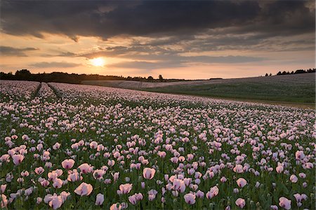 Opium poppies at sunset, Oxfordshire, England, United Kingdom, Europe Stock Photo - Rights-Managed, Code: 841-08031492