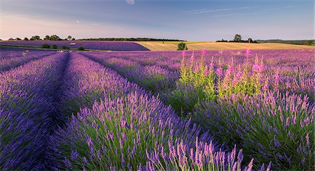 field - Rosebay willowherb (Chamerion angustifolium) flowering in a field of lavender, Snowshill, Cotswolds, Gloucestershire, England, United Kingdom, Europe Foto de stock - Con derechos protegidos, Código: 841-08031506