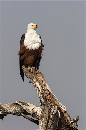 simsearch:841-07082375,k - African fish eagle (Haliaeetus vocifer), Chobe National Park, Botswana, Africa Photographie de stock - Rights-Managed, Code: 841-08059445