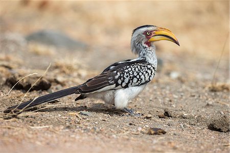 simsearch:841-07082375,k - Yellowbilled hornbill (Tockus leucomelas), Kruger National Park, South Africa, Africa Photographie de stock - Rights-Managed, Code: 841-08059447