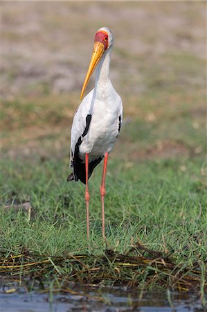 simsearch:841-07082375,k - Yellowbilled stork (Mycteria ibis), Chobe National Park, Botswana, Africa Photographie de stock - Rights-Managed, Code: 841-08059448