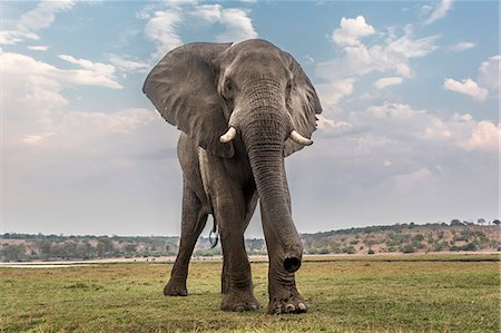 ein tier - African elephant (Loxodonta africana), Chobe National Park, Botswana, Africa Stockbilder - Lizenzpflichtiges, Bildnummer: 841-08059454