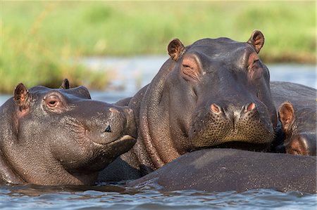 Hippopotamus (Hippopotamus amphibius) in river, Chobe National Park, Botswana, Africa Foto de stock - Con derechos protegidos, Código: 841-08059459