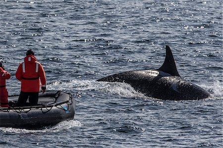 polar region - Adult bull Type A killer whale (Orcinus orca) surfacing near researchers in the Gerlache Strait, Antarctica, Polar Regions Stock Photo - Rights-Managed, Code: 841-08101677