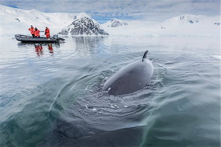 A curious Antarctic minke whale (Balaenoptera bonaerensis) approaches the Zodiac in Neko Harbor, Antarctica, Polar Regions Stock Photo - Rights-Managed, Code: 841-08101683