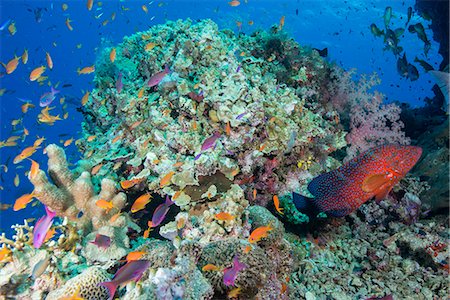 fish school - Colourful reef fish (Orange and purple anthias sp.) plus Leopard Coral grouper (Plectropomus leopardus) with hard and soft corals on reef, Queensland, Australia, Pacific Stock Photo - Rights-Managed, Code: 841-08101808