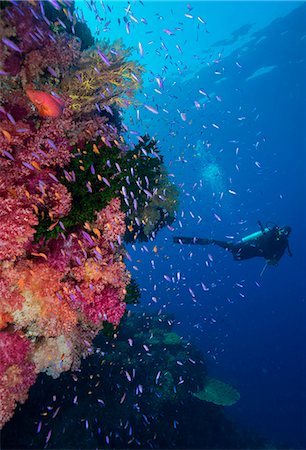 Colourful reef fish (Orange and purple anthias sp.) plus with hard and soft corals on reef wall, Queensland, Australia, Pacific Stock Photo - Rights-Managed, Code: 841-08101809