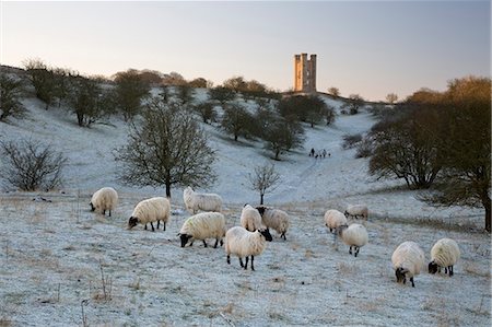 simsearch:841-07783086,k - Broadway Tower and sheep in morning frost, Broadway, Cotswolds, Worcestershire, England, United Kingdom, Europe Foto de stock - Con derechos protegidos, Código: 841-08102204