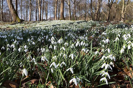 Snowdrops in woodland, near Stow-on-the-Wold, Cotswolds, Gloucestershire, England, United Kingdom, Europe Stock Photo - Rights-Managed, Code: 841-08102228