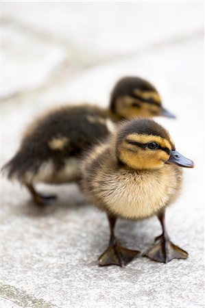 Cute fluffy newly hatched Mallard ducklings (Anas platyrhynchos), in England, United Kingdom, Europe Stock Photo - Rights-Managed, Code: 841-08149569