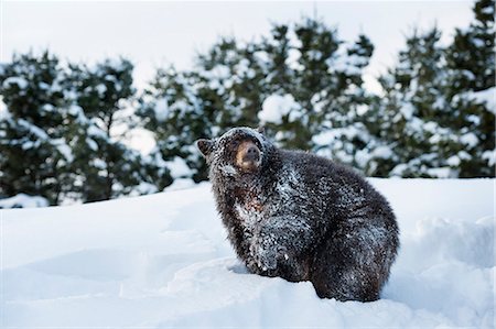 Black bear (Ursus Americanus), Montana, United States of America, North America Stock Photo - Rights-Managed, Code: 841-08211545