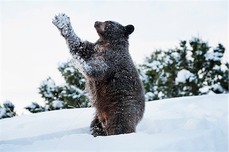 Black bear (Ursus Americanus), Montana, United States of America, North America Stock Photo - Rights-Managed, Code: 841-08211546