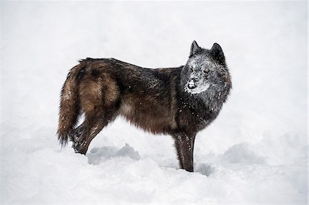 Black fox (Vulpes vulpes), Montana, United States of America, North America Stock Photo - Rights-Managed, Code: 841-08211553