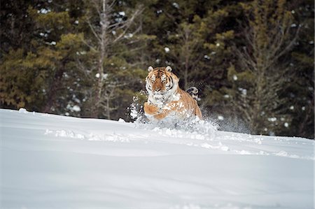 Siberian Tiger (Panthera tigris altaica), Montana, United States of America, North America Stock Photo - Rights-Managed, Code: 841-08211566