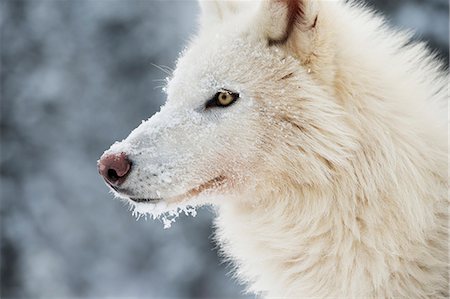 Arctic wolf (Canis lupus arctos), Montana, United States of America, North America Stock Photo - Rights-Managed, Code: 841-08211562