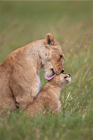 Lion (Panthera leo) female grooming a cub, Ngorongoro Crater, Tanzania, East Africa, Africa Foto de stock - Con derechos protegidos, Código: 841-08211656