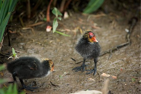 Coot (Fulica) young chicks, Gloucestershire, England, United Kingdom, Europe Stock Photo - Rights-Managed, Code: 841-08244029