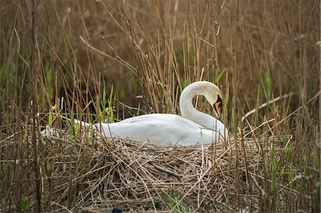 Swan (Cygnus), Gloucestershire, England, United Kingdom, Europe Stock Photo - Rights-Managed, Code: 841-08244030