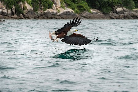 river fish - African fish eagle (Haliaeetus vocoder), bird of prey, Malawi, Africa Stock Photo - Rights-Managed, Code: 841-08244056