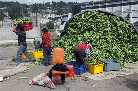 simsearch:841-07081180,k - Bananas for sale on market day in the town of Riobamba in the highlands of Ecuador, South America Stock Photo - Rights-Managed, Code: 841-08244086
