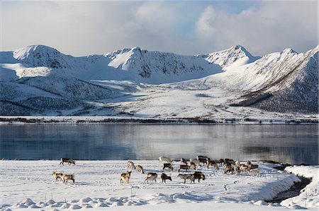 simsearch:841-08244166,k - Reindeer (Rangifer tarandus), near Fornes, Vesteralen Islands, Arctic, Norway, Scandinavia, Europe Stock Photo - Rights-Managed, Code: 841-08244153