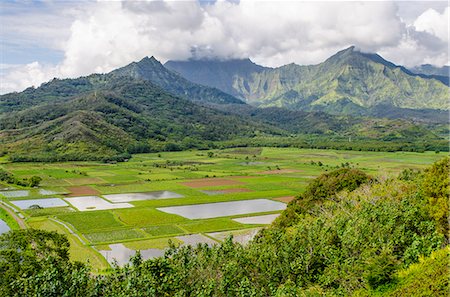 Taro fields in Hanalei National Wildlife Refuge, Hanalei Valley, Kauai, Hawaii, United States of America, Pacific Foto de stock - Con derechos protegidos, Código: 841-08244194
