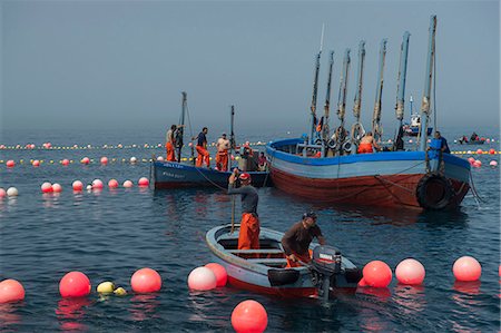 fishing boat - Almadraba trapping of migrating Atlantic Bluefin tuna (Thunnus thynnus) dating back to Phoenician times in Andalucia, Spain, Europe Photographie de stock - Rights-Managed, Code: 841-08240018