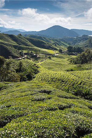 simsearch:841-05783458,k - Tea plantations in the Cameron Highlands, Malaysia, Southeast Asia, Asia Stock Photo - Rights-Managed, Code: 841-08279449
