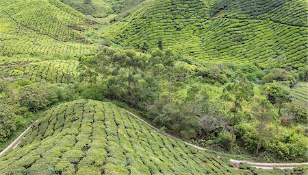 simsearch:841-05783458,k - Panoramic view of the tea plantations in the Cameron Highlands, Malaysia, Southeast Asia, Asia Stock Photo - Rights-Managed, Code: 841-08279450
