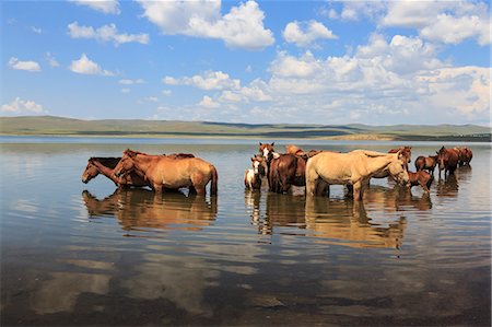 Herd of horses and foals cool off by standing in a lake in summer, Arkhangai, Central Mongolia, Central Asia, Asia Photographie de stock - Rights-Managed, Code: 841-08357327