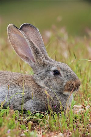 simsearch:700-02738271,k - Rabbit (Oryctolagus cuniculus), Spain, Europe Foto de stock - Direito Controlado, Número: 841-08357462