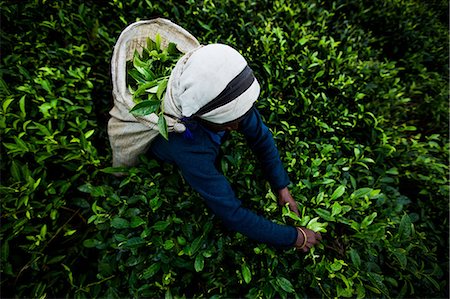 Tea picker, Haputale, Sri Lanka, Asia Stock Photo - Rights-Managed, Code: 841-08357562