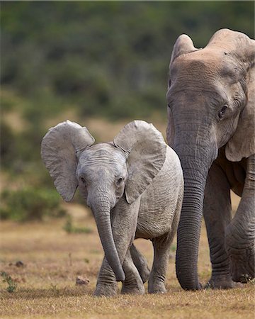 simsearch:841-07782300,k - African elephant (Loxodonta africana) juvenile and adult, Addo Elephant National Park, South Africa, Africa Stock Photo - Rights-Managed, Code: 841-08357624