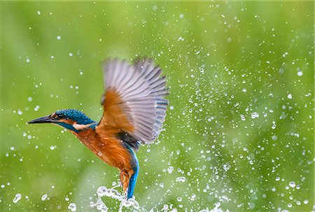 fly - Kingfisher (Alcedo atthis), United Kingdom, Europe Stock Photo - Rights-Managed, Code: 841-08357620