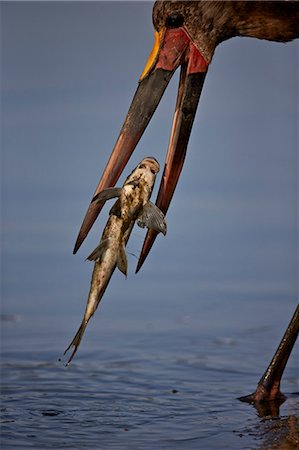 simsearch:862-03821015,k - Saddle-billed stork (Ephippiorhynchus senegalensis) with a fish, Kruger National Park, South Africa, Africa Foto de stock - Con derechos protegidos, Código: 841-08357636