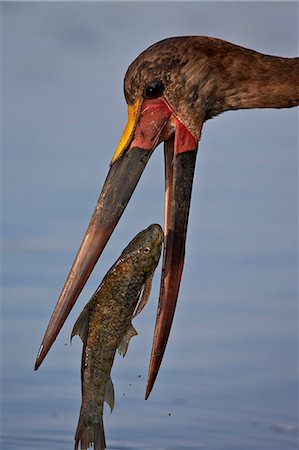 simsearch:862-03821015,k - Saddle-billed stork (Ephippiorhynchus senegalensis) with a fish, Kruger National Park, South Africa, Africa Foto de stock - Con derechos protegidos, Código: 841-08357637